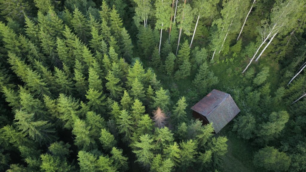 Granbarkborreangrepp i nygallring