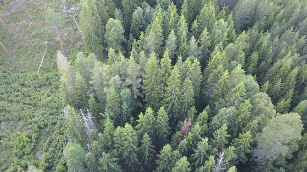 Pågående granbarkborreangrepp