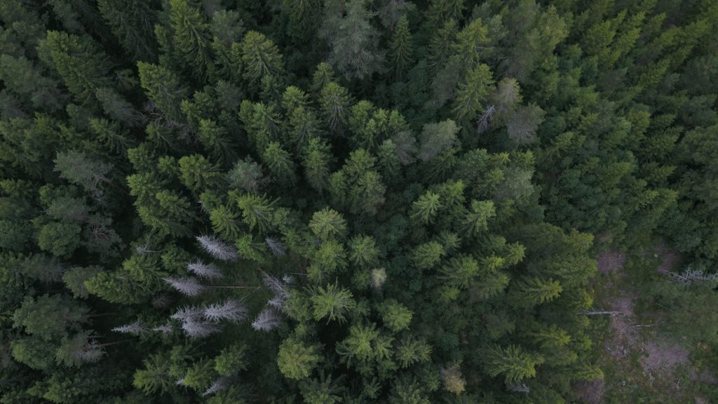 Gamla vindfällen samt misstänkt gammalt granbarkborreangrepp