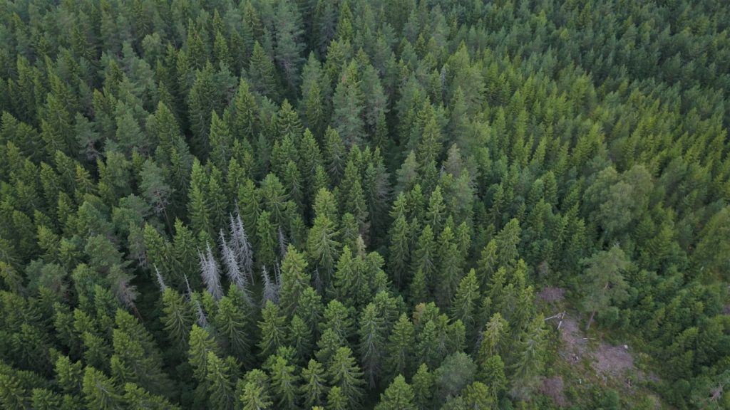 Döda granar, misstänkt gammalt granbarkborreangrepp