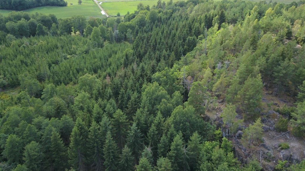 Flera toppbrott samt misstänkt granbarkborreangrepp